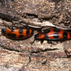 Episcaphula australis at Ainslie, ACT - 14 Oct 2018