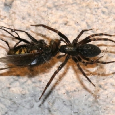 Badumna insignis (Black House Spider) at Ainslie, ACT - 12 Oct 2018 by jb2602