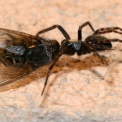 Badumna insignis at Ainslie, ACT - 12 Oct 2018 08:28 PM