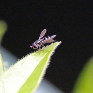 Melangyna sp. (genus) at Molonglo Valley, ACT - 15 Oct 2018