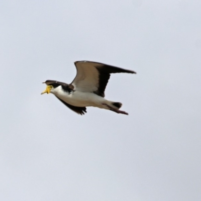 Vanellus miles (Masked Lapwing) at National Arboretum Forests - 14 Oct 2018 by RodDeb