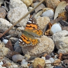 Vanessa kershawi (Australian Painted Lady) at Acton, ACT - 15 Oct 2018 by RodDeb