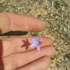 Wahlenbergia sp. at Amaroo, ACT - 15 Oct 2018