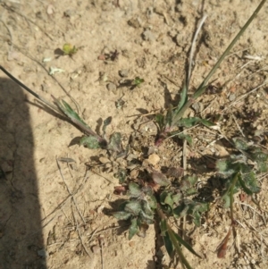 Wahlenbergia sp. at Amaroo, ACT - 15 Oct 2018