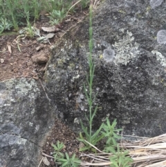 Petrorhagia sp. at Griffith, ACT - 16 Oct 2018 07:58 AM