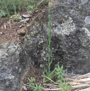 Petrorhagia sp. at Griffith, ACT - 16 Oct 2018