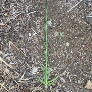 Petrorhagia sp. at Griffith, ACT - 16 Oct 2018 07:58 AM