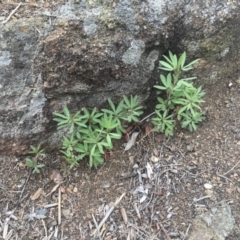 Trifolium arvense var. arvense (Haresfoot Clover) at Griffith, ACT - 15 Oct 2018 by ianandlibby1