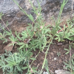 Trifolium arvense var. arvense at Griffith, ACT - 16 Oct 2018 12:00 AM