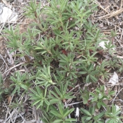 Trifolium arvense var. arvense at Griffith, ACT - 16 Oct 2018 12:00 AM