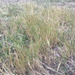 Vulpia bromoides (Squirrel-tail Fescue, Hair Grass) at Griffith, ACT - 15 Oct 2018 by ianandlibby1