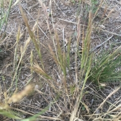 Vulpia bromoides at Griffith, ACT - 16 Oct 2018 12:00 AM