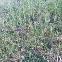 Hordeum leporinum (Barley Grass) at Griffith, ACT - 16 Oct 2018 by ianandlibby1