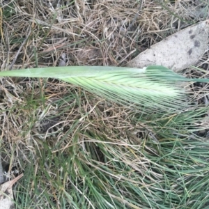 Hordeum leporinum at Griffith, ACT - 16 Oct 2018 12:00 AM