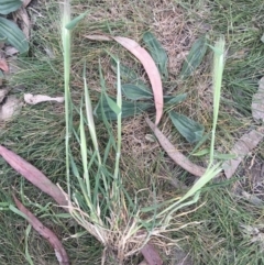 Hordeum leporinum at Griffith, ACT - 16 Oct 2018 12:00 AM