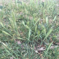 Hordeum leporinum at Griffith, ACT - 16 Oct 2018 12:00 AM