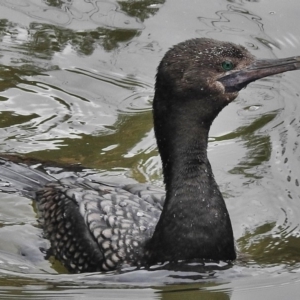 Phalacrocorax sulcirostris at Paddys River, ACT - 14 Oct 2018 09:53 AM