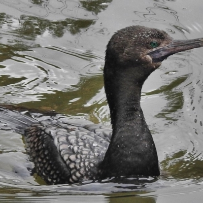 Phalacrocorax sulcirostris (Little Black Cormorant) at Paddys River, ACT - 13 Oct 2018 by JohnBundock