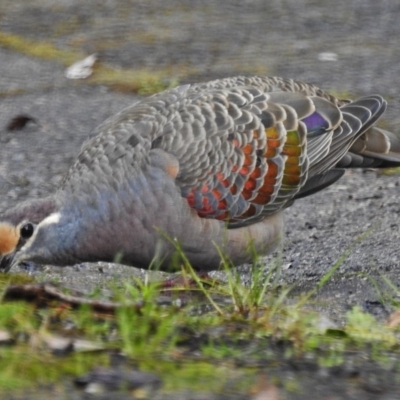 Phaps chalcoptera (Common Bronzewing) at Acton, ACT - 15 Oct 2018 by JohnBundock