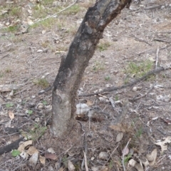 Papyrius nitidus (Shining Coconut Ant) at Hume, ACT - 14 Oct 2018 by Christine