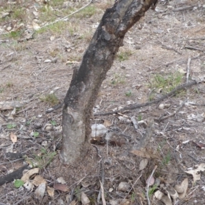 Papyrius nitidus at Hume, ACT - 14 Oct 2018