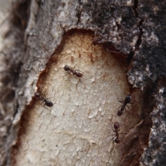 Papyrius nitidus at Hume, ACT - 14 Oct 2018