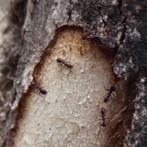 Papyrius nitidus at Hume, ACT - suppressed