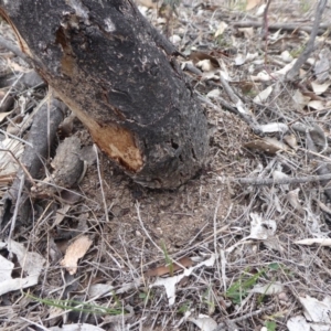 Papyrius nitidus at Hume, ACT - 14 Oct 2018