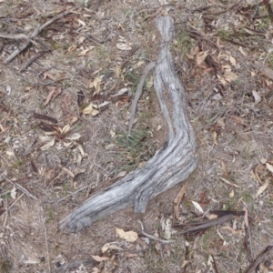 Papyrius nitidus at Hume, ACT - suppressed