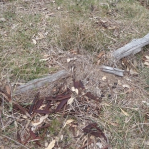 Papyrius nitidus at Hume, ACT - suppressed