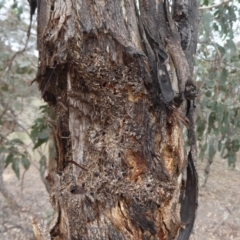 Papyrius nitidus (Shining Coconut Ant) at Hume, ACT - 14 Oct 2018 by Christine