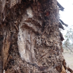 Papyrius nitidus at Hume, ACT - suppressed