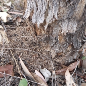 Papyrius nitidus at Hume, ACT - 14 Oct 2018