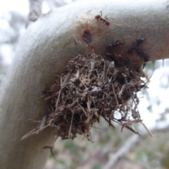 Papyrius nitidus at Jerrabomberra, ACT - suppressed