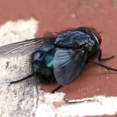 Calliphora sp. (genus) (Unidentified blowfly) at Ainslie, ACT - 13 Oct 2018 by jbromilow50