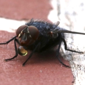 Calliphora sp. (genus) at Ainslie, ACT - 13 Oct 2018