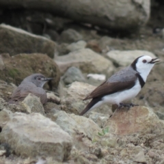 Epthianura albifrons (White-fronted Chat) at National Arboretum Forests - 14 Oct 2018 by KumikoCallaway