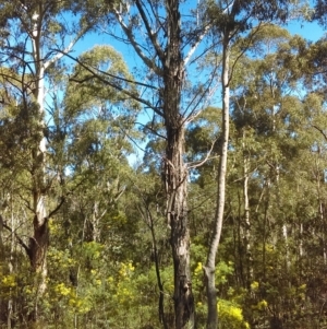 Eucalyptus viminalis at Paddys River, ACT - 13 Sep 2018 01:42 PM