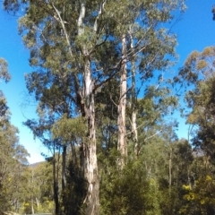 Eucalyptus viminalis at Paddys River, ACT - 13 Sep 2018 01:42 PM