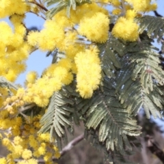 Acacia dealbata subsp. subalpina (Monaro Silver-wattle) at Forde, ACT - 13 Sep 2018 by PeteWoodall