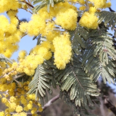 Acacia dealbata subsp. subalpina (Monaro Silver-wattle) at Forde, ACT - 13 Sep 2018 by PeteWoodall