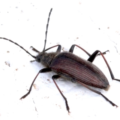Homotrysis cisteloides (Darkling beetle) at Yarralumla, ACT - 15 Oct 2018 by jbromilow50