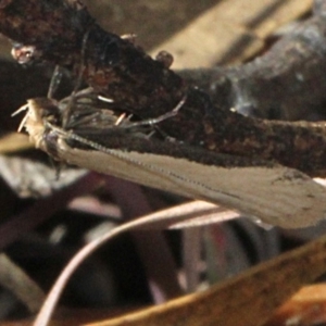 Philobota mathematica group undescribed species. at Amaroo, ACT - 14 Sep 2018 09:55 AM