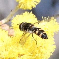 Melangyna viridiceps (Hover fly) at Amaroo, ACT - 13 Sep 2018 by PeteWoodall