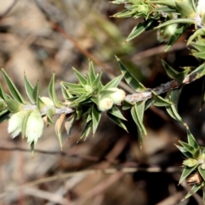 Melichrus urceolatus at Amaroo, ACT - 14 Sep 2018 10:00 AM