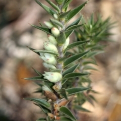 Melichrus urceolatus at Amaroo, ACT - 14 Sep 2018 10:00 AM