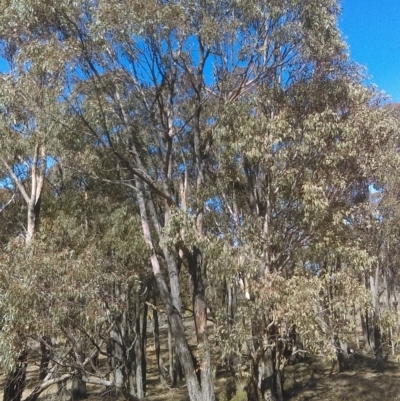 Eucalyptus macrorhyncha (Red Stringybark) at Amaroo, ACT - 14 Sep 2018 by PeteWoodall