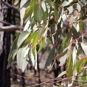 Eucalyptus macrorhyncha at Mulligans Flat - 14 Sep 2018 10:27 AM