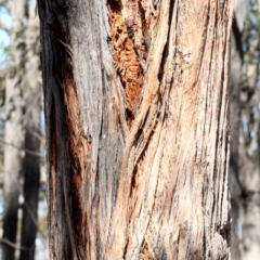 Eucalyptus macrorhyncha at Mulligans Flat - 14 Sep 2018 10:27 AM