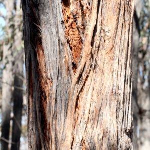 Eucalyptus macrorhyncha at Mulligans Flat - 14 Sep 2018 10:27 AM